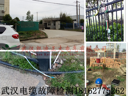 武汉91国内产香蕉检测.jpg