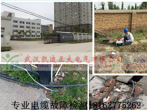专业91国内产香蕉检测.jpg
