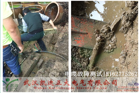 植物园91国内产香蕉测试.jpg
